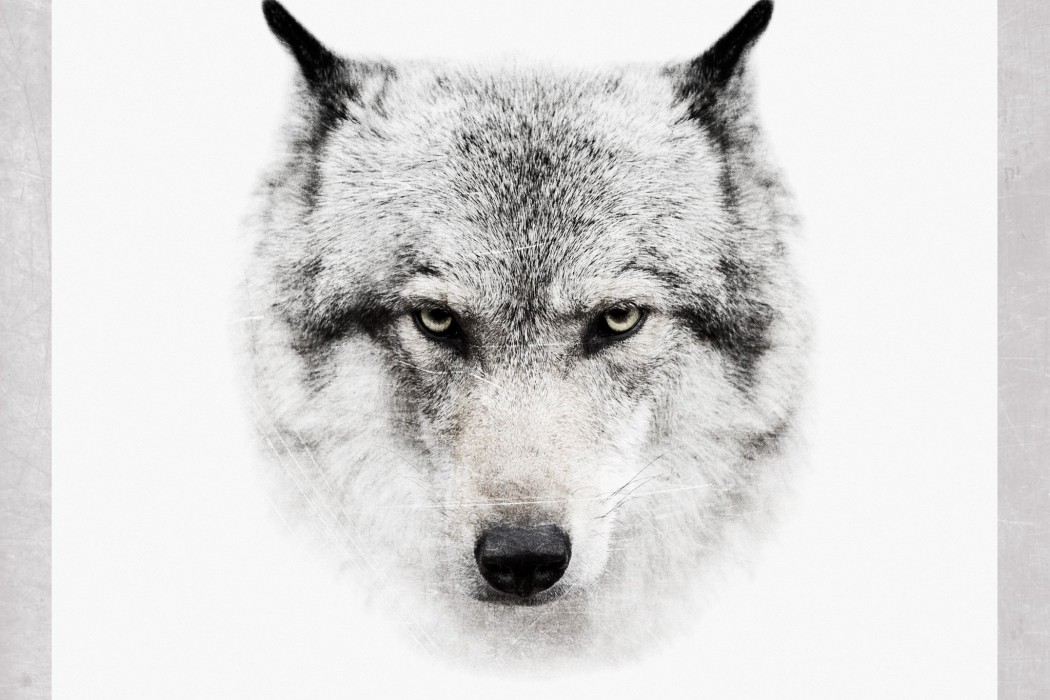 Raised in the Wild - 1 AMVRKA