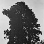 Ever-Shifting, Continual Blossoming - Chance Peña