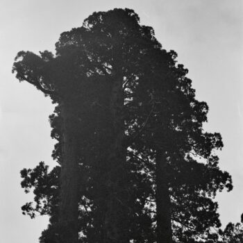 Ever-Shifting, Continual Blossoming - Chance Peña