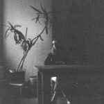 Quietude - Daphne Gale