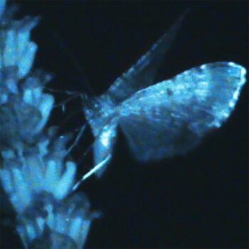 Triple Shooting Star - Annika Bennett