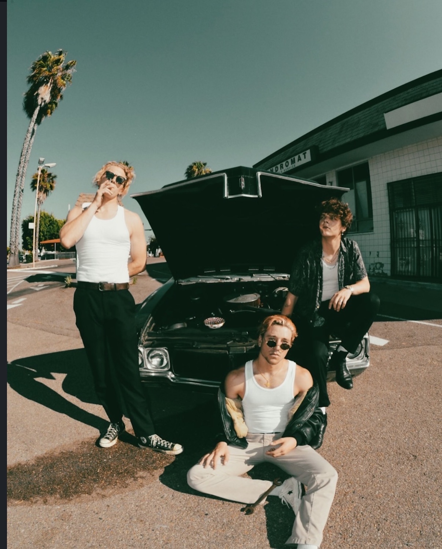 Dolphins on Acid © 2026