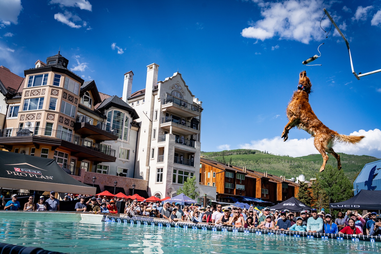 Four-legged athletes take flight at the GoPro Mountain Games’ DockDogs events © Jon Resnick 2026