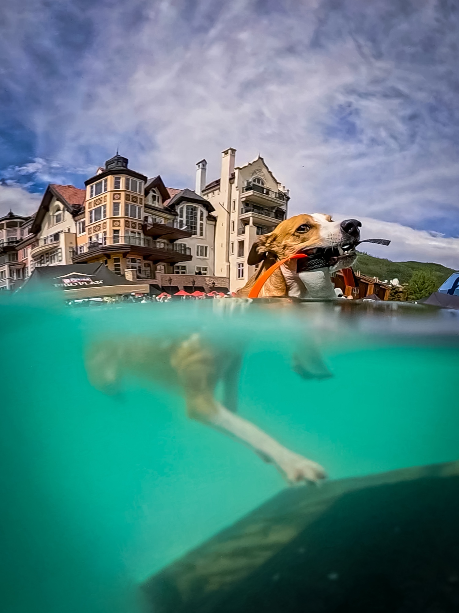 Four-legged athletes swim at the GoPro Mountain Games’ DockDogs events © Jon Resnick 2026