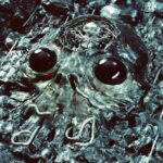 Alien Metal - King Gizzard & the Lizard Wizard